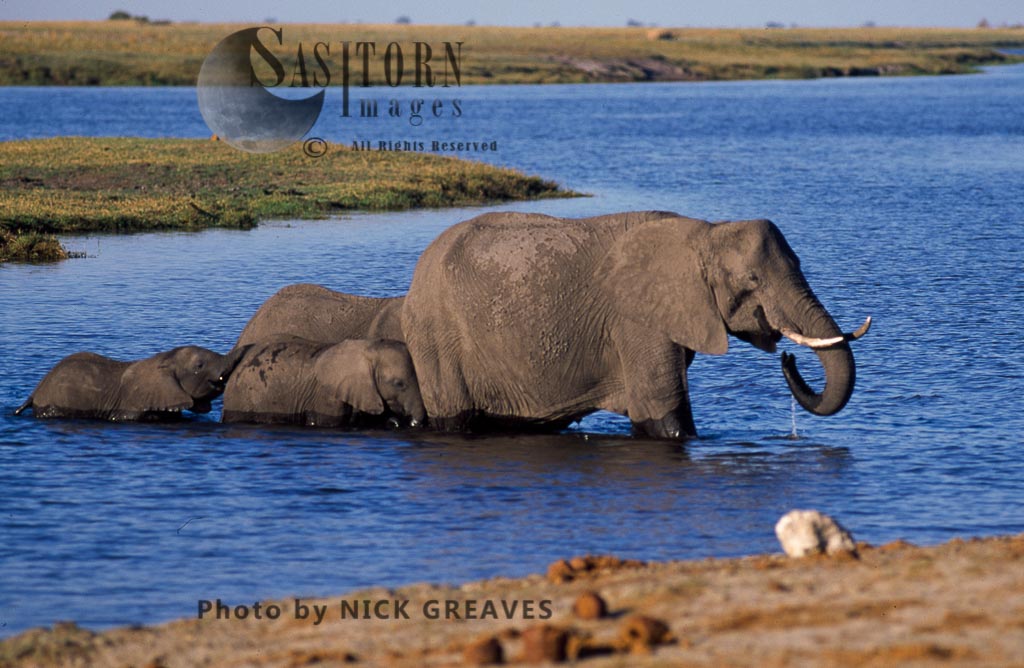 African Elephant (Loxodonta africana), breed herd in River, Chobe National Park, Botswana