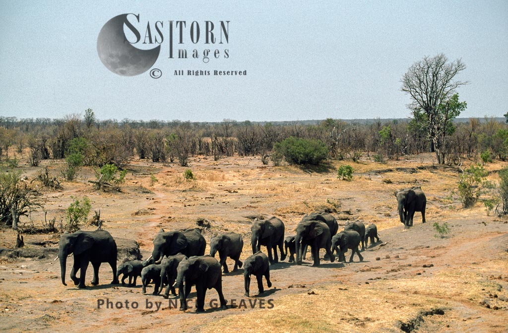 African Elephant (Loxodonta africana), herd travelling, Hwange National Park, Zimbabwe