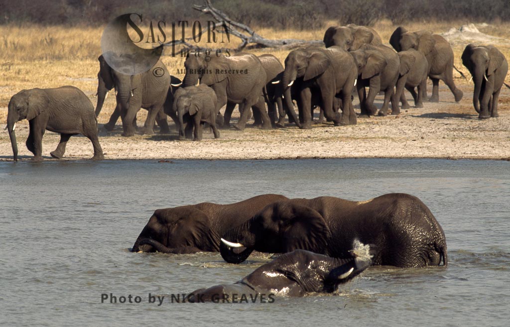 African Elephant (Loxodonta africana), herd arriving at Pan and some in water, Hwange National Park, Zimbabwe