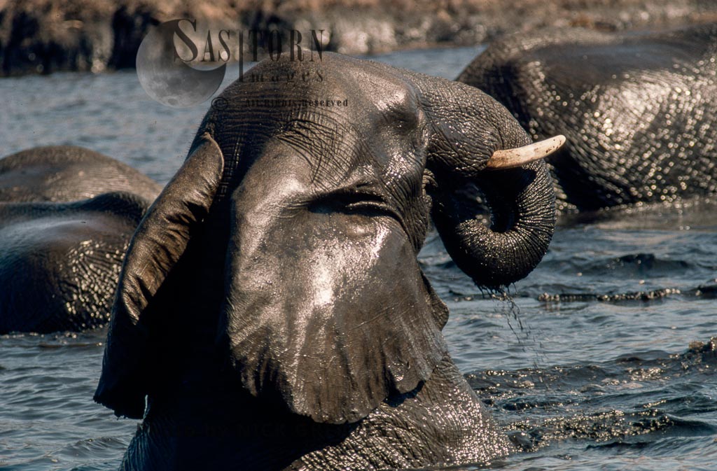 African Elephant (Loxodonta africana), bathing, Hwange National Park, Zimbabwe