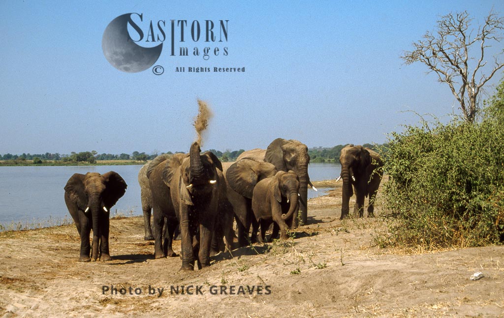 African Elephant (Loxodonta africana), herd by river, Chobe National Park, Botswana