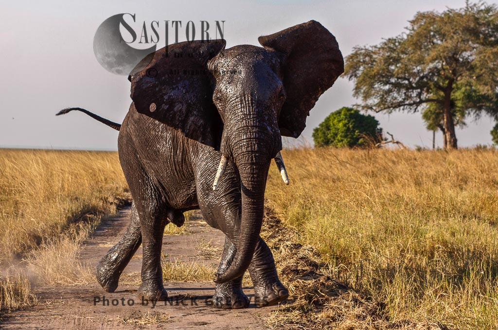 wary elephant (Loxodonta africana)