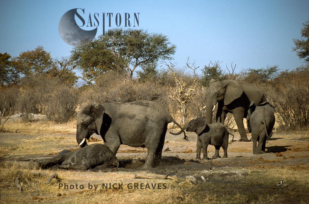 African Elephant (Loxodonta africana), herd with cows and calves, cow tried to wake darted calf , Hwange Safari Lodge, Zimbabwe