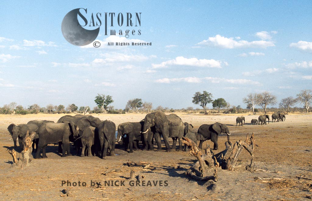 African Elephant (Loxodonta africana), herd at Pan, Hwange Safari Lodge, Zimbabwe, waterhole, water pan