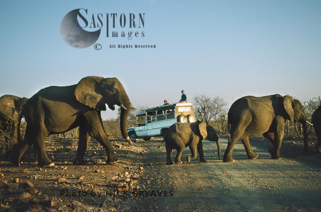 African Elephant (Loxodonta africana), line of herd with calf croccing road with tourists, Zambezi National Park, Zimbabwe