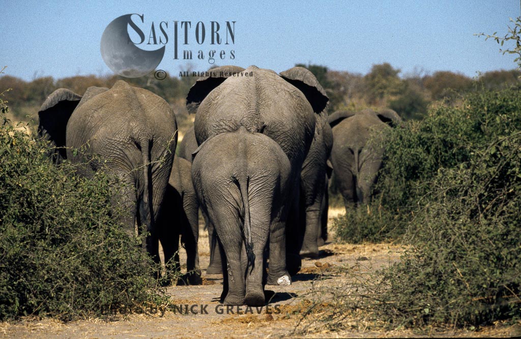 African Elephant (Loxodonta africana), Herd leaving, Chobe National Park, Botswana