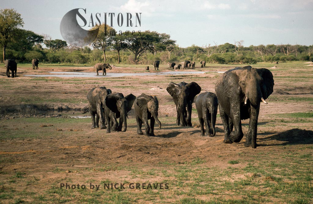 African Elephant (Loxodonta africana), breed herd, Hwange National Park, Zimbabwe