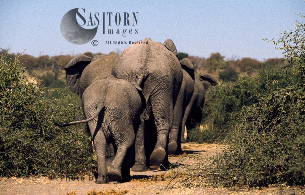 African Elephant (Loxodonta africana), herd leaving, Chobe National Park, Botswana