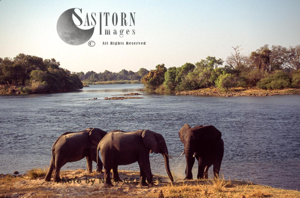 African Elephant (Loxodonta africana), on bank of Zambezi Island, Zambezi National Park, Zimbabwe