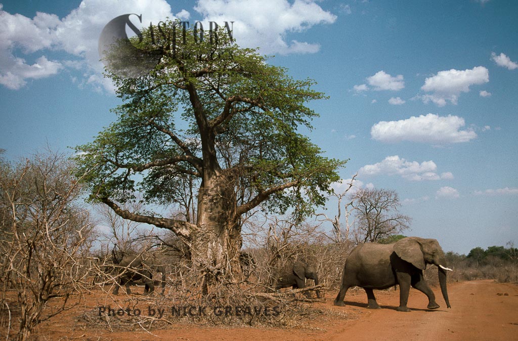 African Elephant (Loxodonta africana), breed herd and Baobab, Zambezi National Park, Zimbabwe