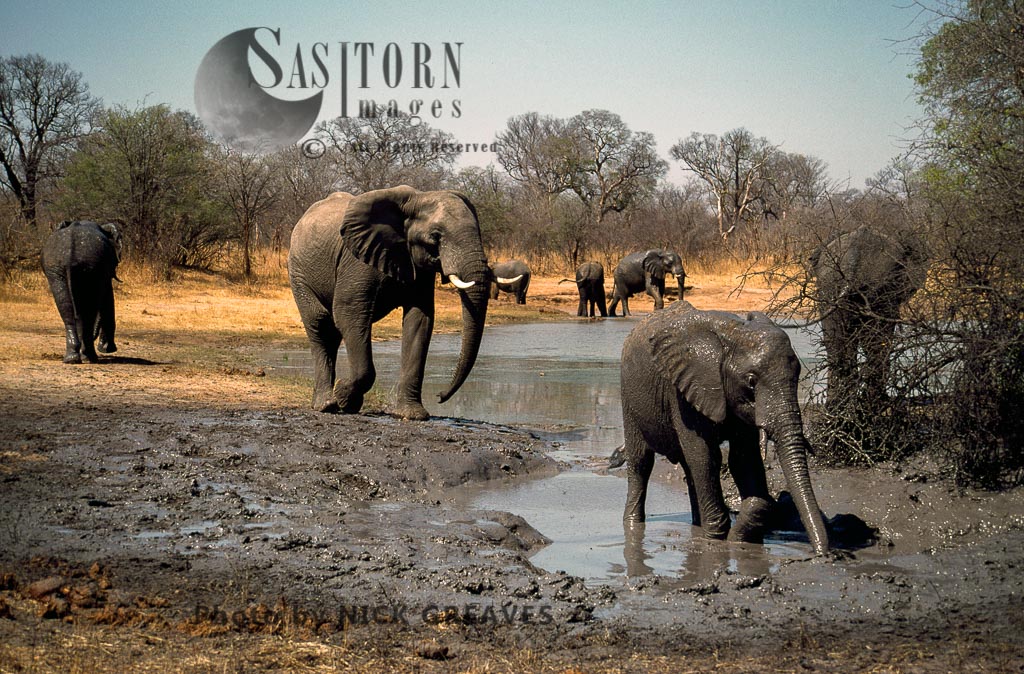 African Elephant (Loxodonta africana), herd at Pan, Hwange National Park, Zimbabwe