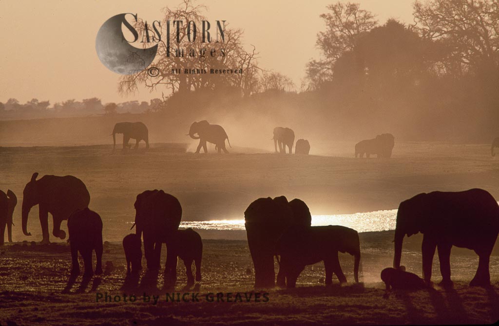 African Elephant herd at dusk, Loxodonta africana, Chobe National Park, Botswana