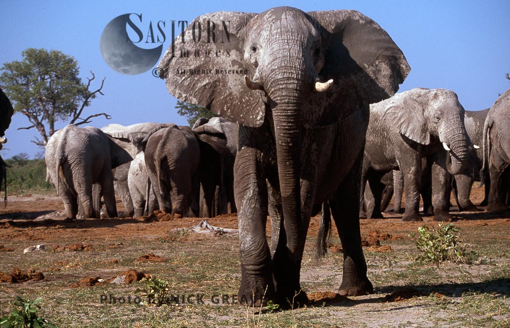 African Elephants(Loxodonta africana), bull with herd at salt lick, Savuti, Chobe National Park, Botswana