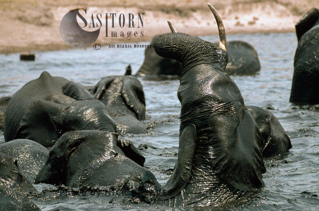 African Elephant (Loxodonta africana), bathing, Hwange National Park, Zimbabwe