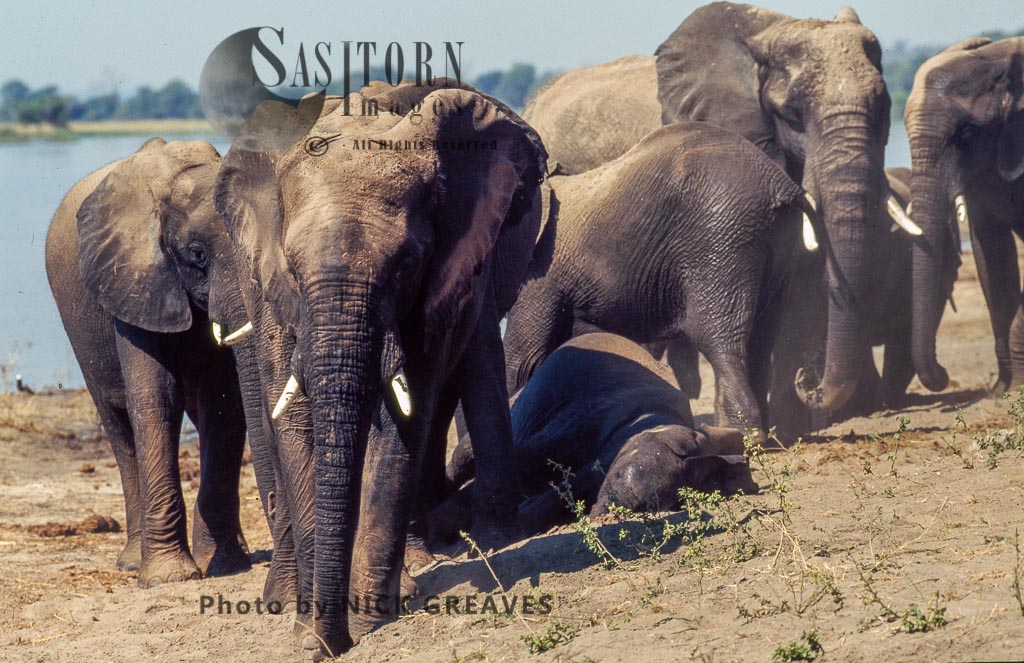 African Elephant (Loxodonta africana), on bank of Chobe, Hwange National Park, Zimbabwe