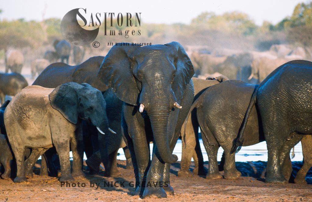 African Elephant (Loxodonta africana), at waterhole, Hwange National Park, Zimbabwe