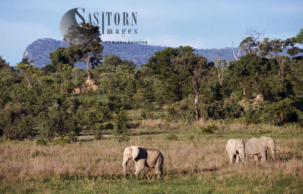 African Elephant (Loxodonta africana), bull in Manzibomvu Vlei, Chizarira National Park, Zimbabwe