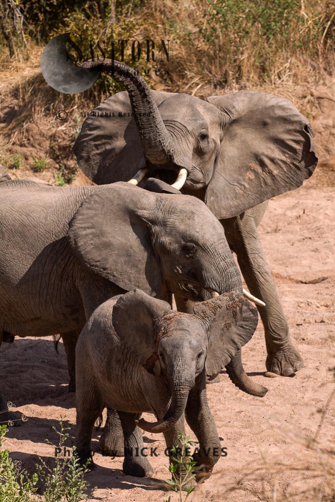 African Elephants (Loxodonta africana), alert matriarch, Selous Game Reserve, Tanzania