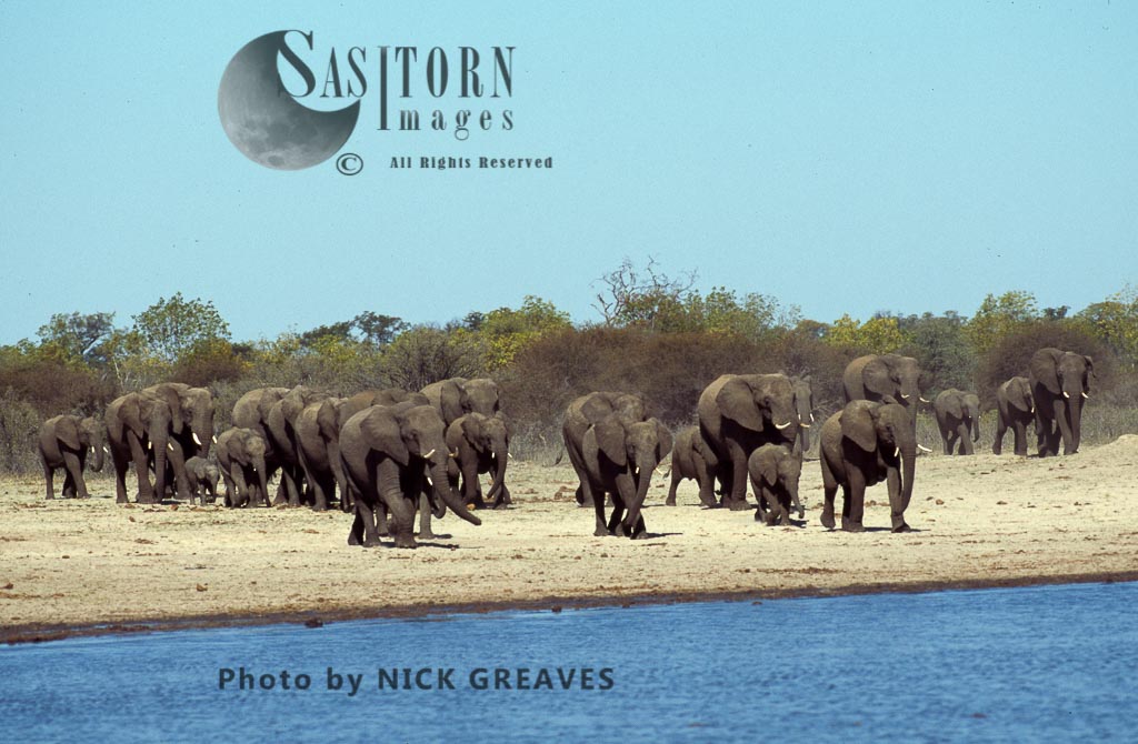 African Elephant (Loxodonta africana)
Nyamandhlovu Pan, Hwange National Park
Zimbabwe
