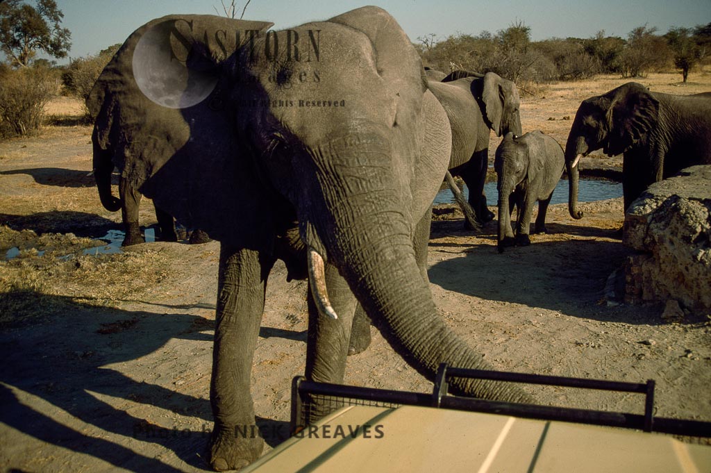 African Elephant (Loxodonta africana), Elephant Cow, Hwange Safari Lodge, Zimbabwe