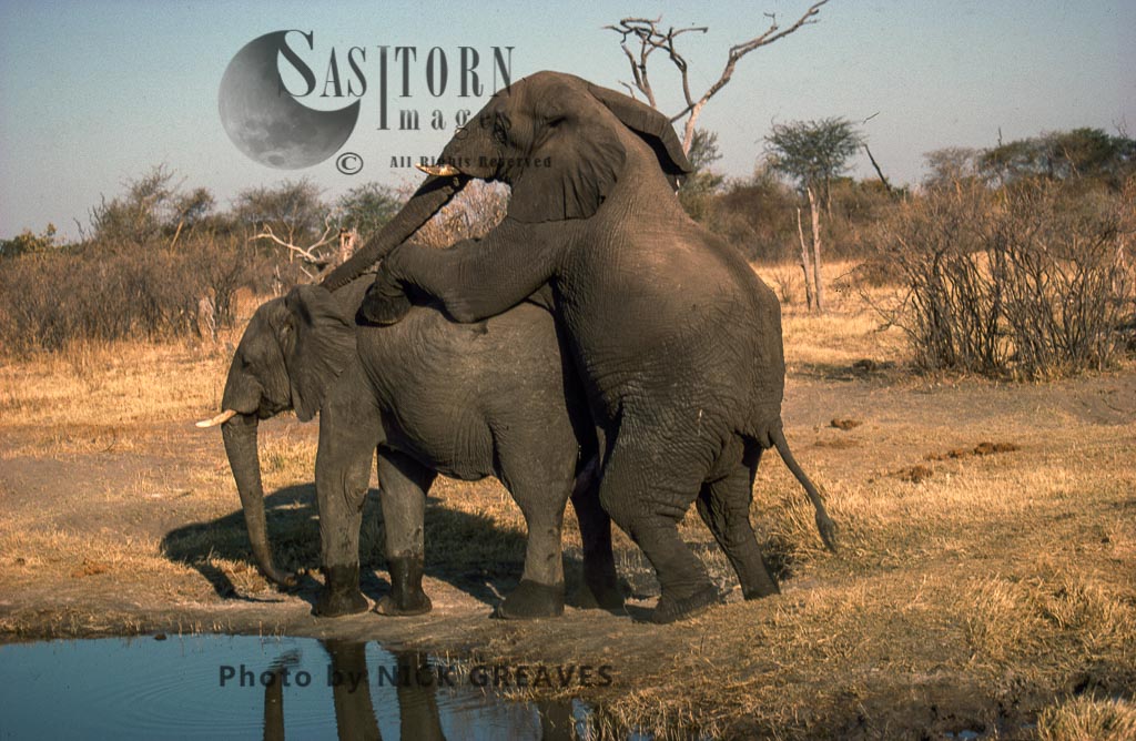 African Elephant (Loxodonta africana), Bull and Cow Mating, Hwange National Park, Zimbabwe, elephants mounting, reproduction