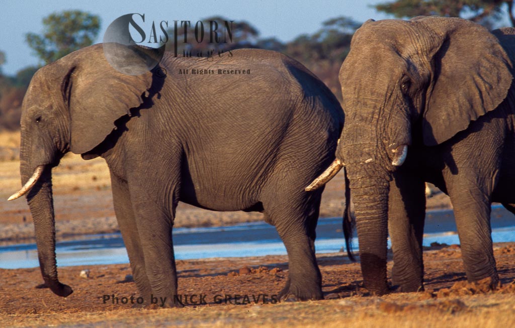 African Elephant (Loxodonta africana), mature Bulls by river, Hwange National Park, Zimbabwe