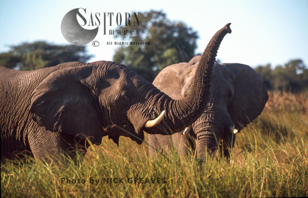 African Elephant (Loxodonta africana), bull scenting, Moremi Game Reserve, Okavango Delta, Botswana.