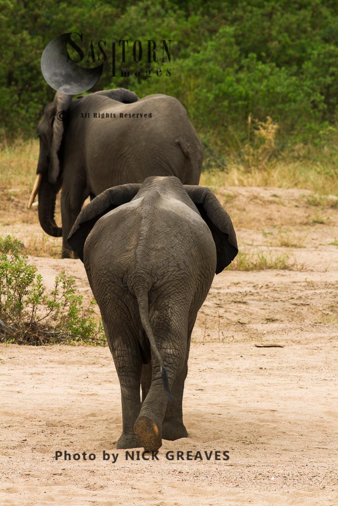 elephant bulls wandering away
