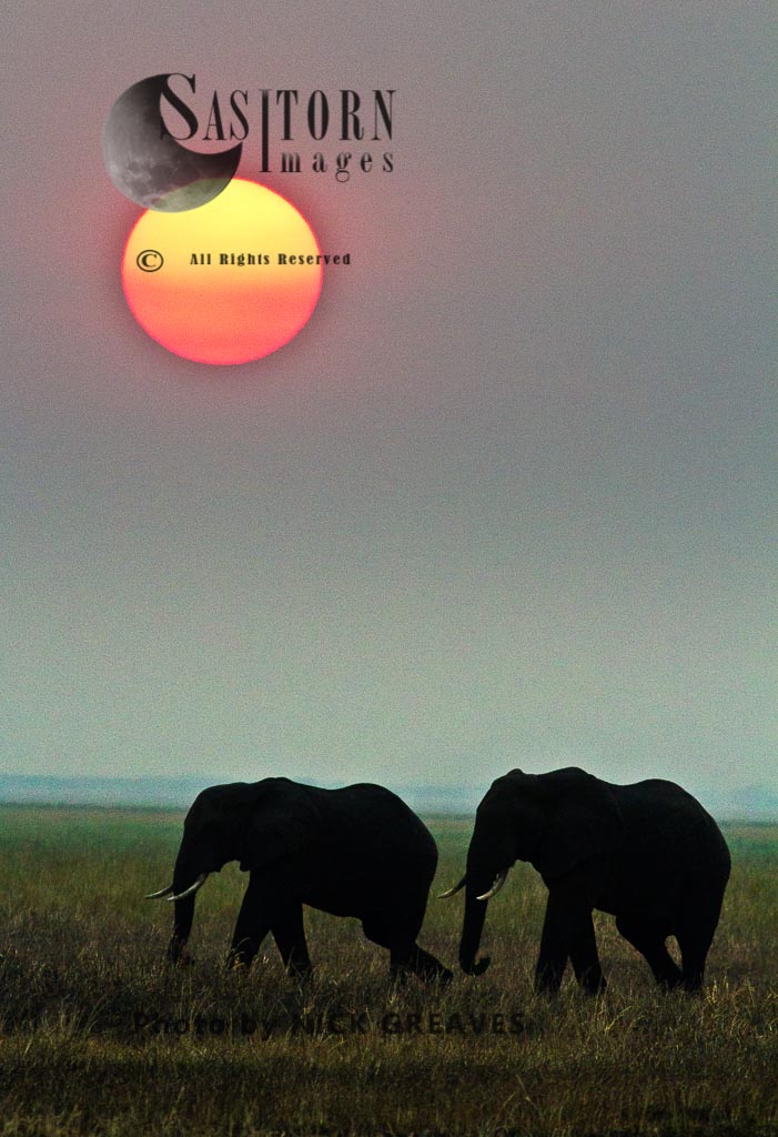 Elephants bulls at sunset (Loxodonta africana)