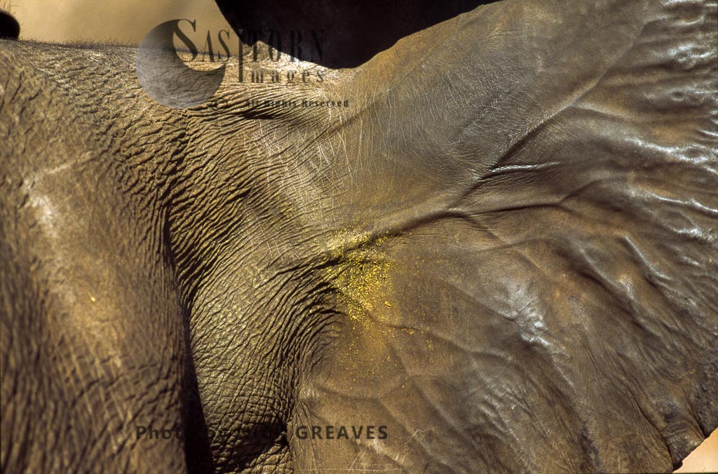 African Elephant (Loxodonta africana), ears and veins close up, Hwange National Park, Zimbabwe, close-up