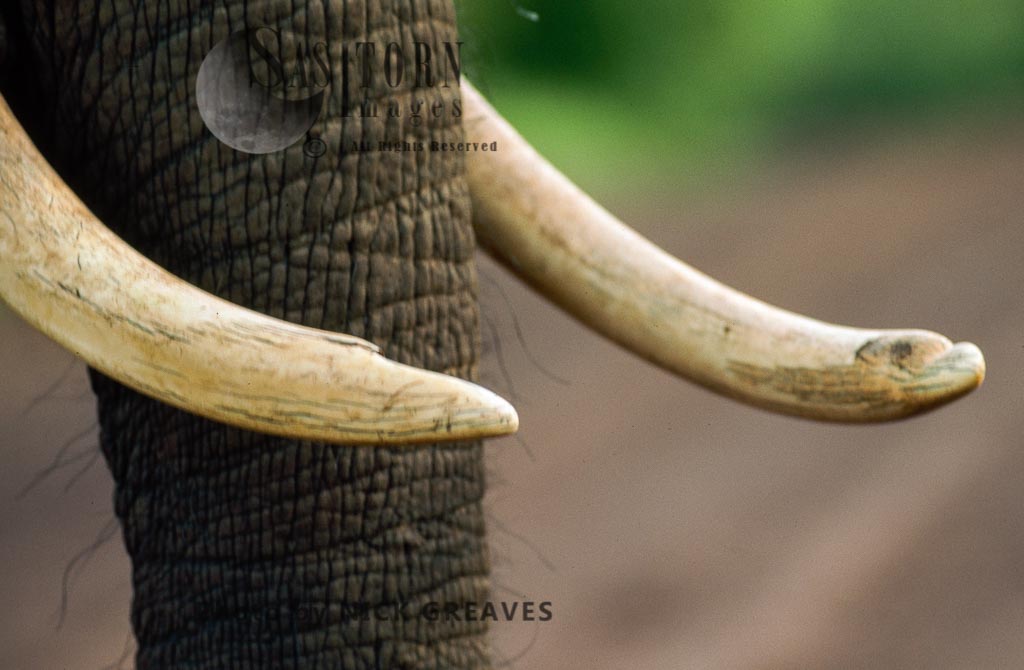 African Elephant (Loxodonta africana), tusks (ivory) close up, Hwange Safari Lodge, Zimbabwe, close-up