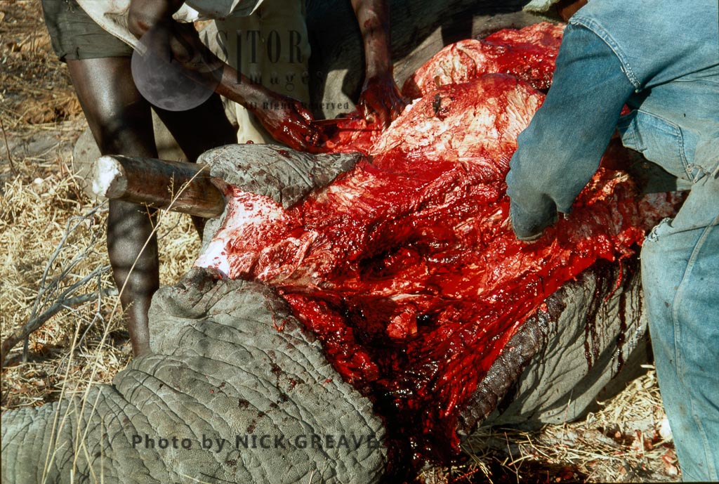 African Elephant (Loxodonta africana), culling, chopping out tusks, Hwange National Park, Zimbabwe, killing
