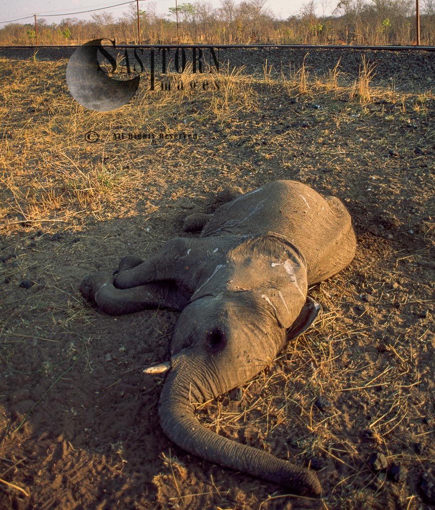 African Elephant (Loxodonta africana), calf killed by train, Hwange National Park, Zimbabwe