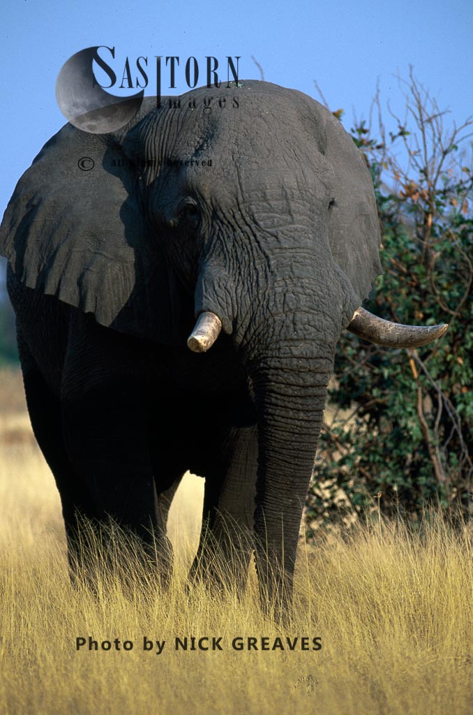 African Elephant (Loxodonta africana), A big bull Elephant, Hwange National Park, Zimbabwe