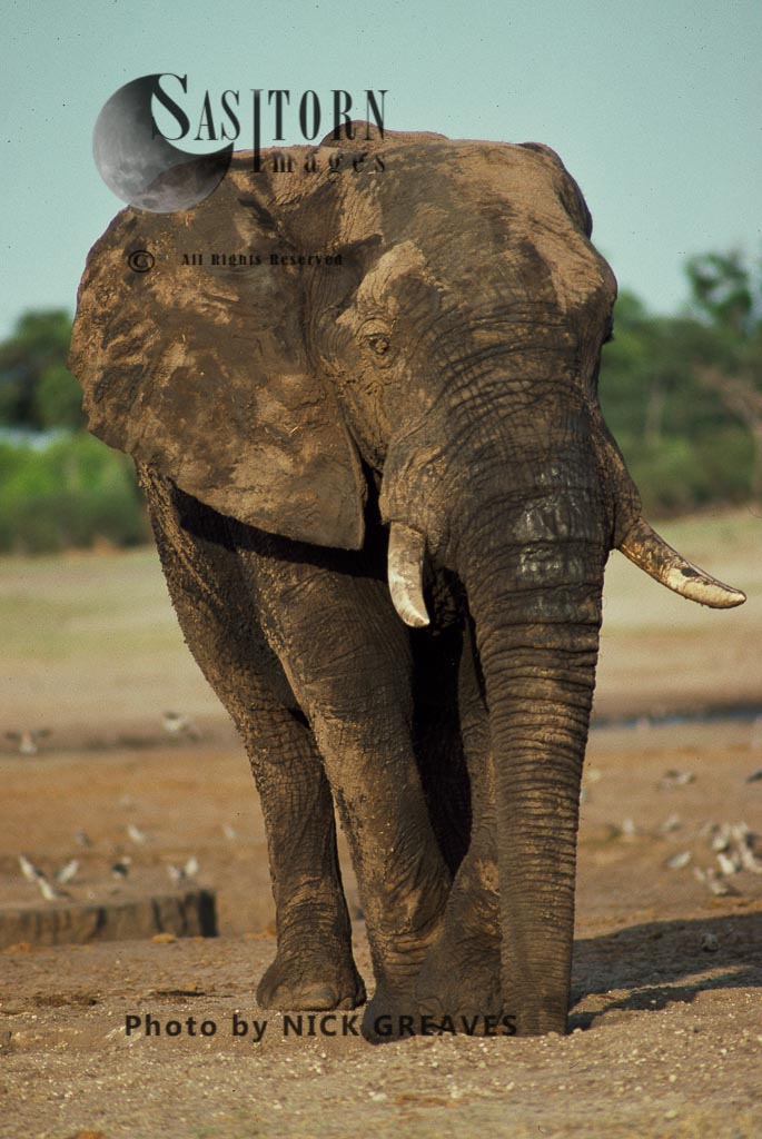 African Elephant (Loxodonta africana), mature Bull, Hwange National Park, Zimbabwe