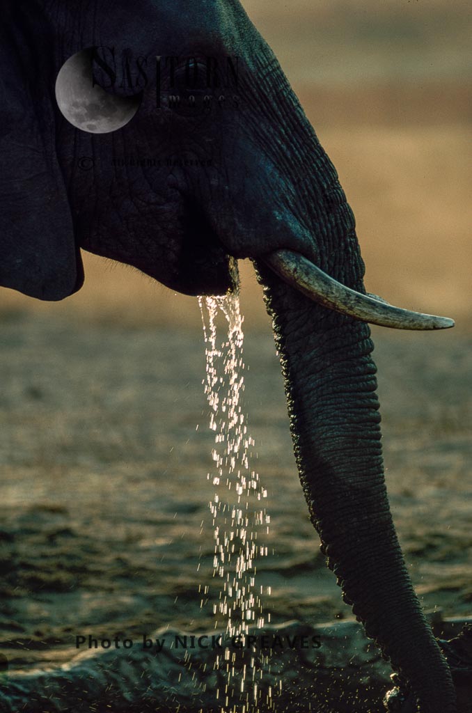 African Elephant (Loxodonta africana), drinking and dribbing, silhouette, Hwange National Park, Zimbabwe