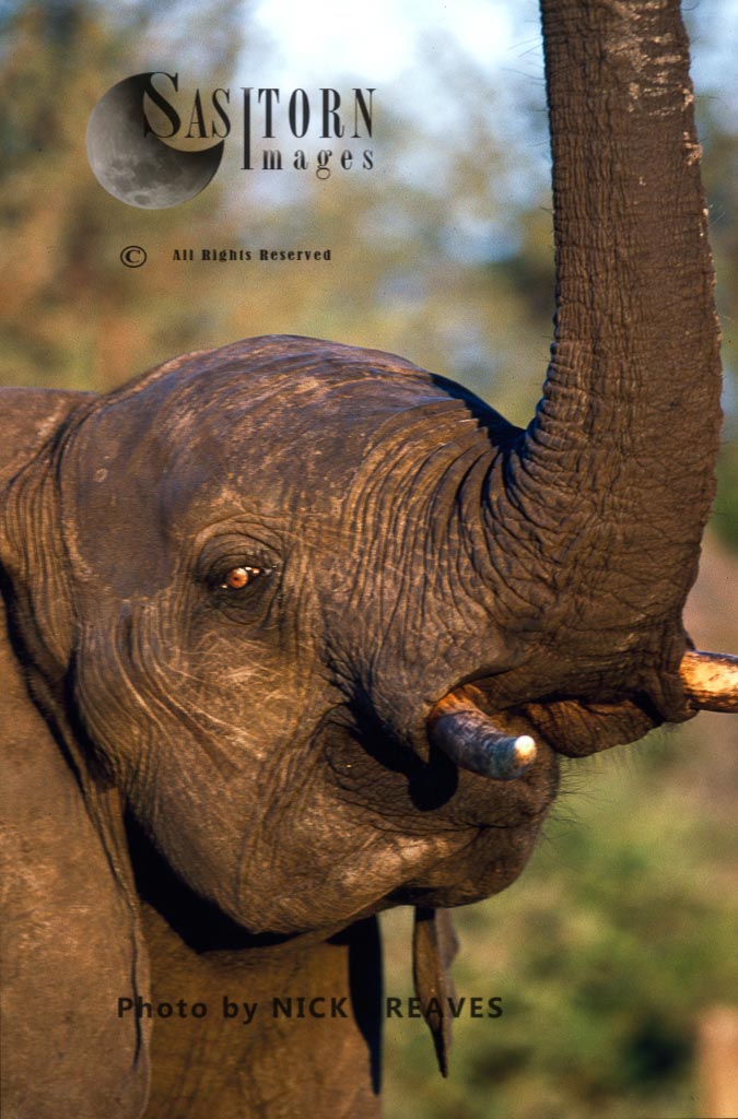 African Elephant (Loxodonta africana), cow with raised trunk, Hwange National Park, Zimbabwe