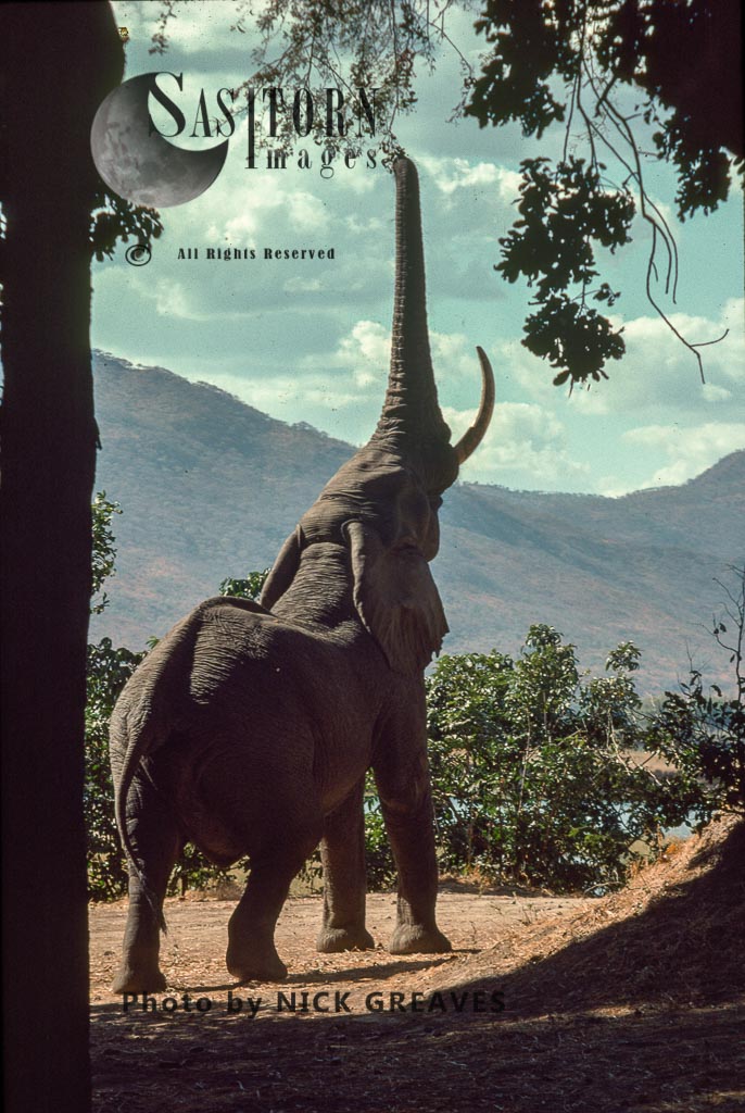 African Elephant (Loxodonta africana), reaching up to feed on Winter Thorn Pods, Mana Pools National Park, Zimbabwe