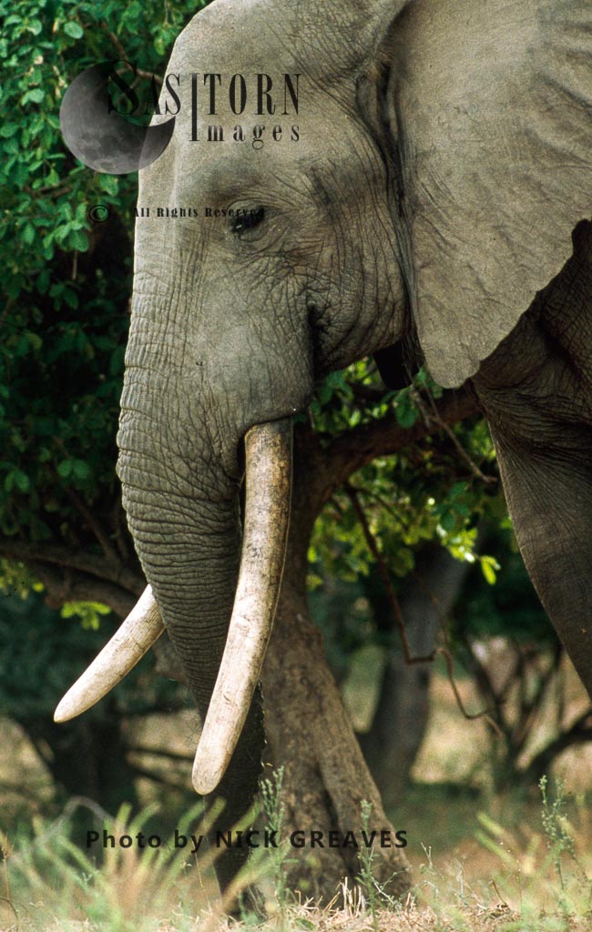 African Elephant (Loxodonta africana), bull with big tusks, Mana Pools National Park, Zimbabwe