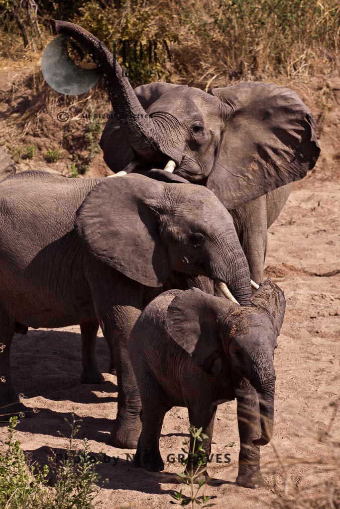 female elephant smells the breeze (Loxodonta africana)