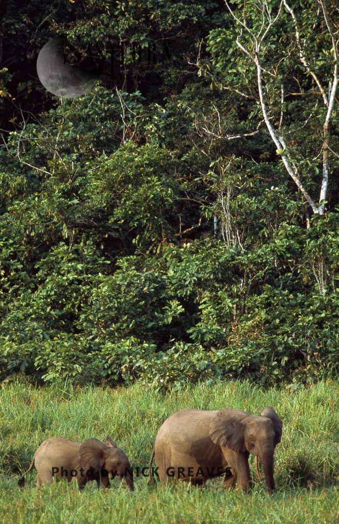 African Forest Elephant (Loxodonta africana cyclotis), cow and calf, Ivindo National Park, Gabon