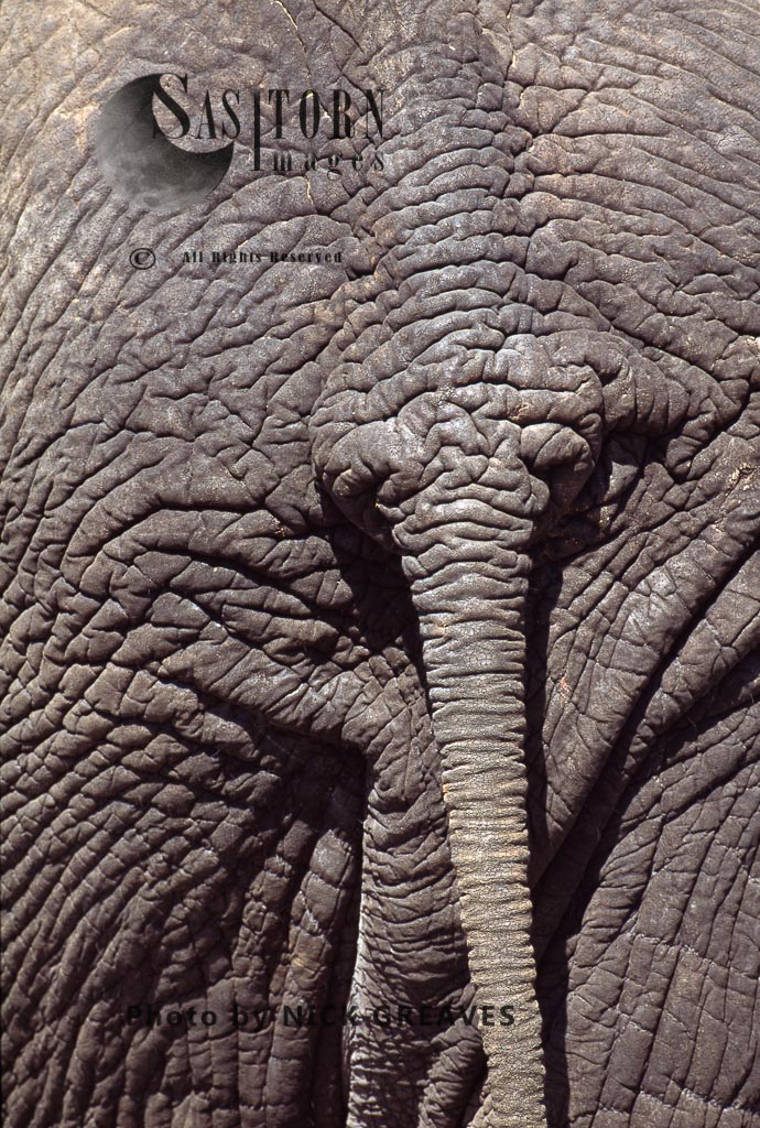 African Elephant (Loxodonta africana), close up skin and tail, Hwange National Park, Zimbabwe