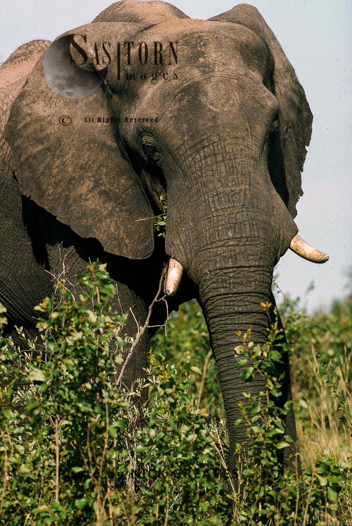 African Elephant (Loxodonta africana), bull, Hwange National Park, Zimbabwe