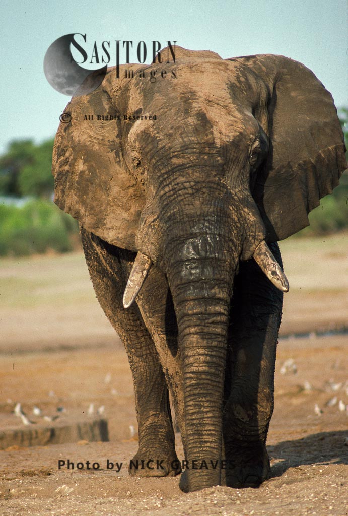 African Elephant (Loxodonta africana), big bull, Hwange National Park, Zimbabwe