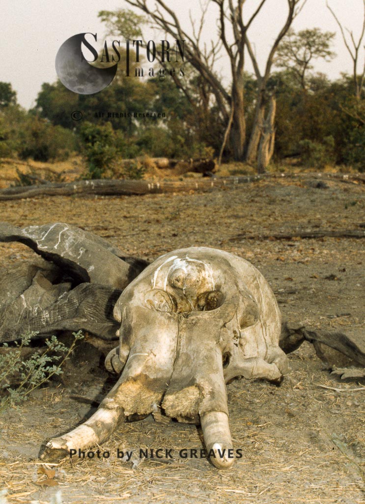 African Elephant (Loxodonta africana), skull with tusks, Chobe National Park, Botswana
