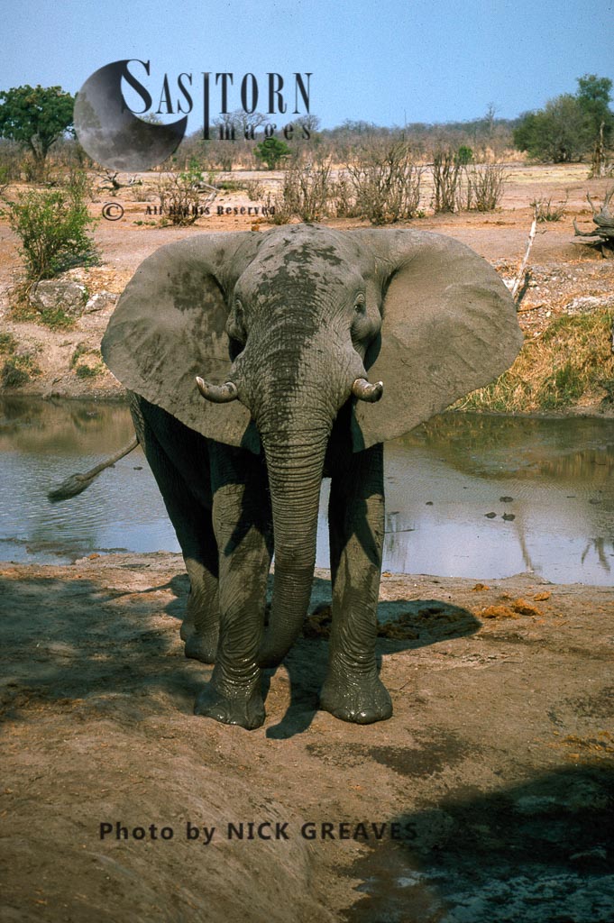 African Elephant (Loxodonta africana), bull standing tall, by river, Hwange National Park, Zimbabwe
