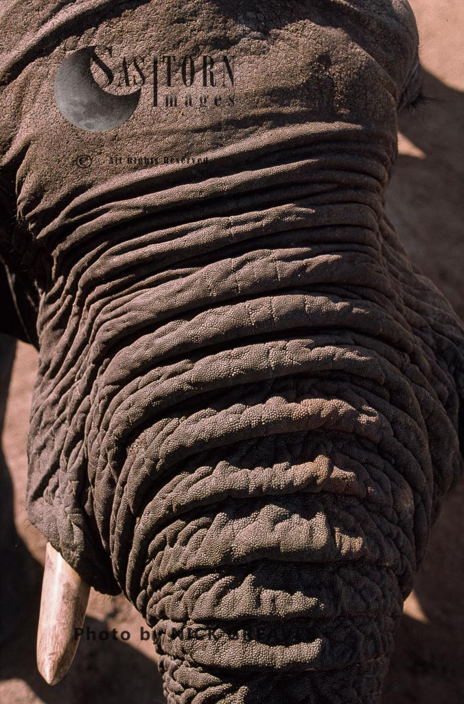 African Elephant (Loxodonta africana), close up trunk, Hwange National Park, Zimbabwe