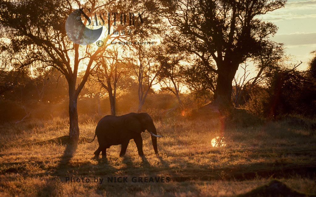 African Elephant (Loxodonta africana), bull at sunset, Hwange National Park, Zimbabwe