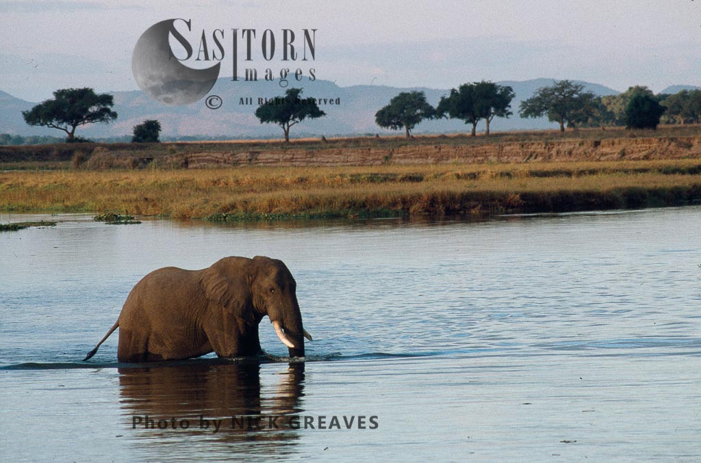 African Elephant wadding in water, Loxodonta africana, Mana Pools National Park, Zimbabwe