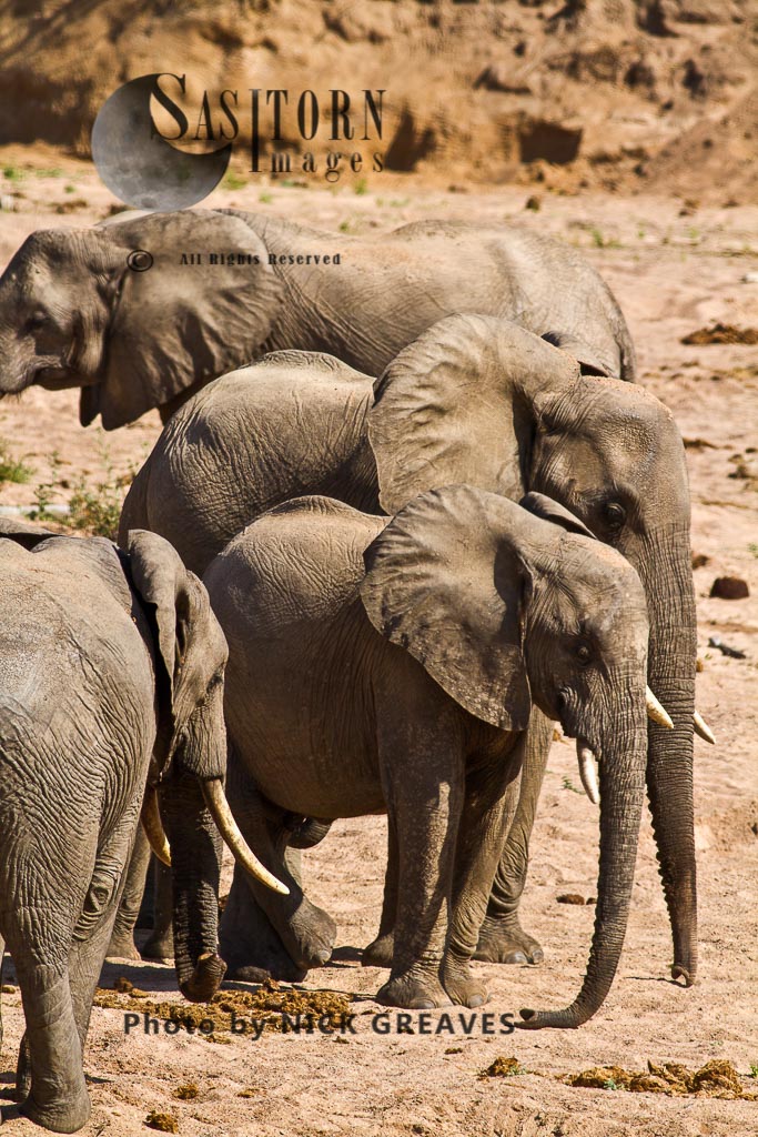Elephants in riverbed (Loxodonta africana)